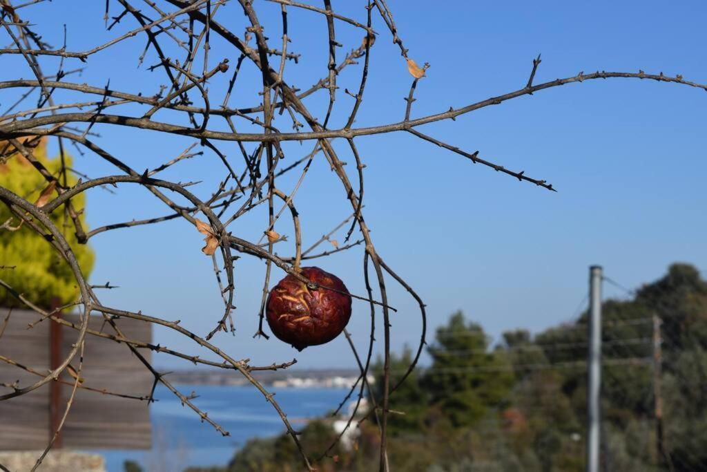 Ολόκληρος Όροφος Αγροτική Οικία Leilighet Néos Pírgos Eksteriør bilde