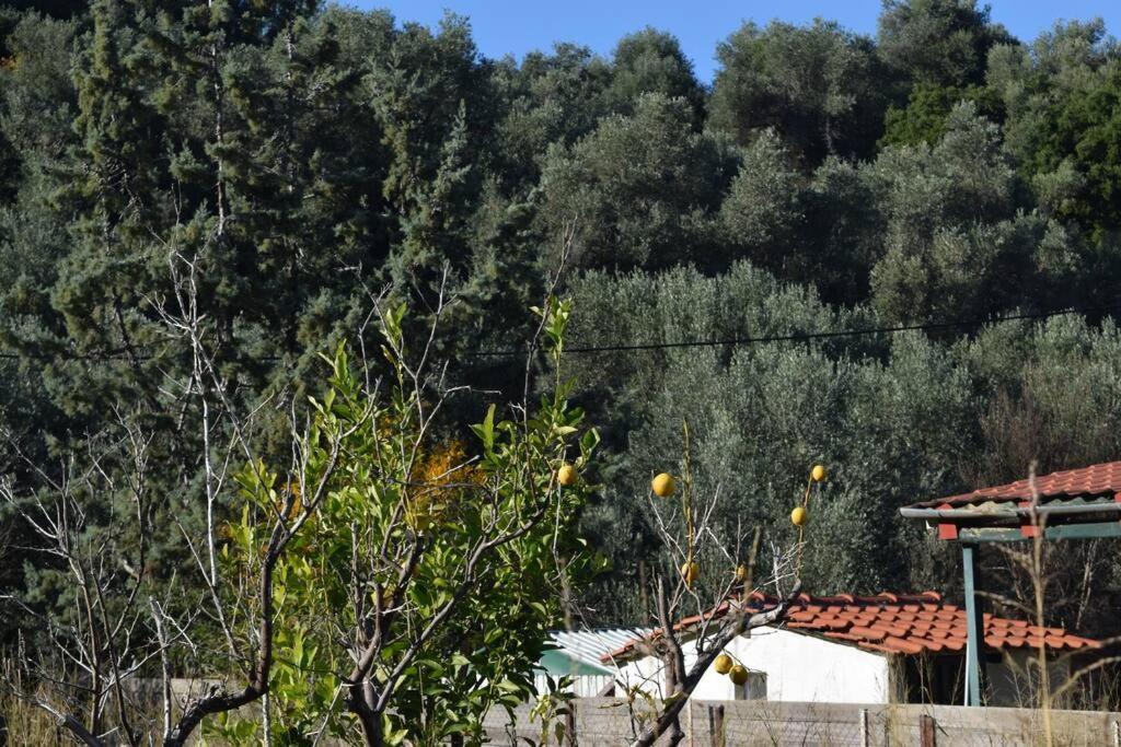 Ολόκληρος Όροφος Αγροτική Οικία Leilighet Néos Pírgos Eksteriør bilde